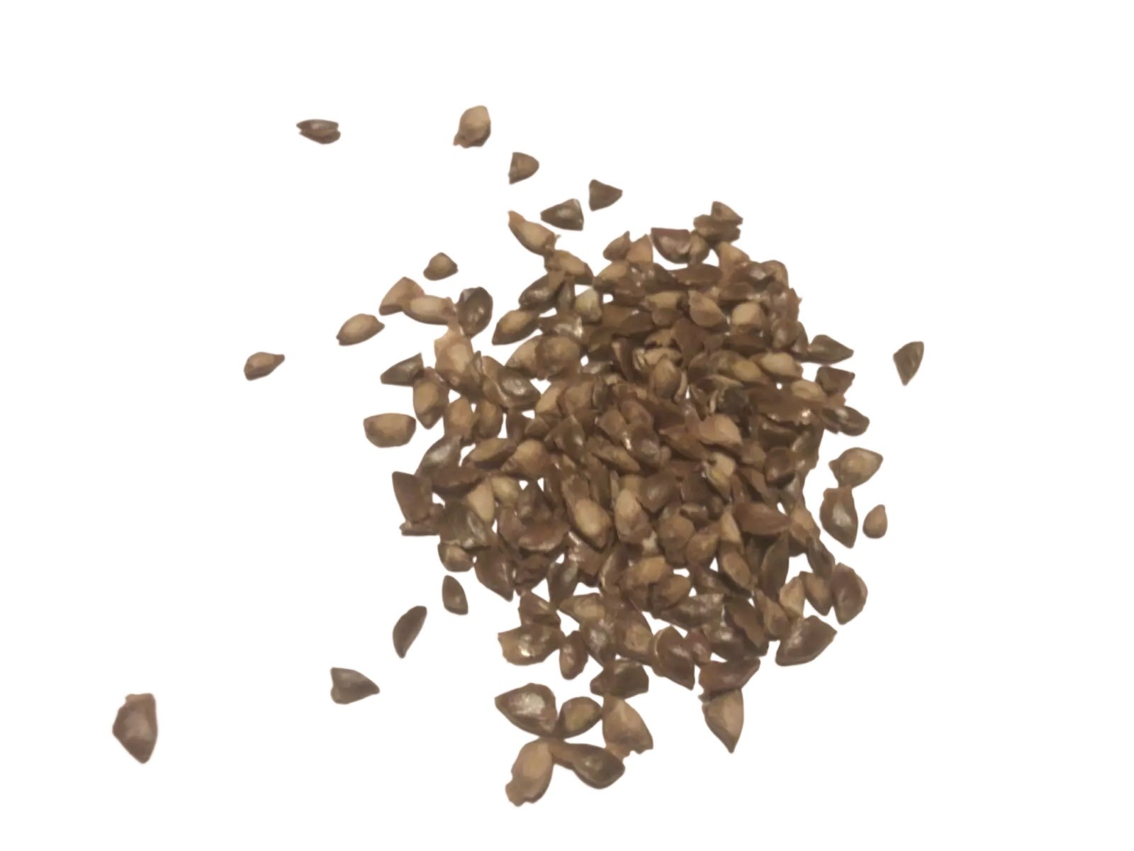 European Larch Tree Seeds (LARIX DECIDUA)