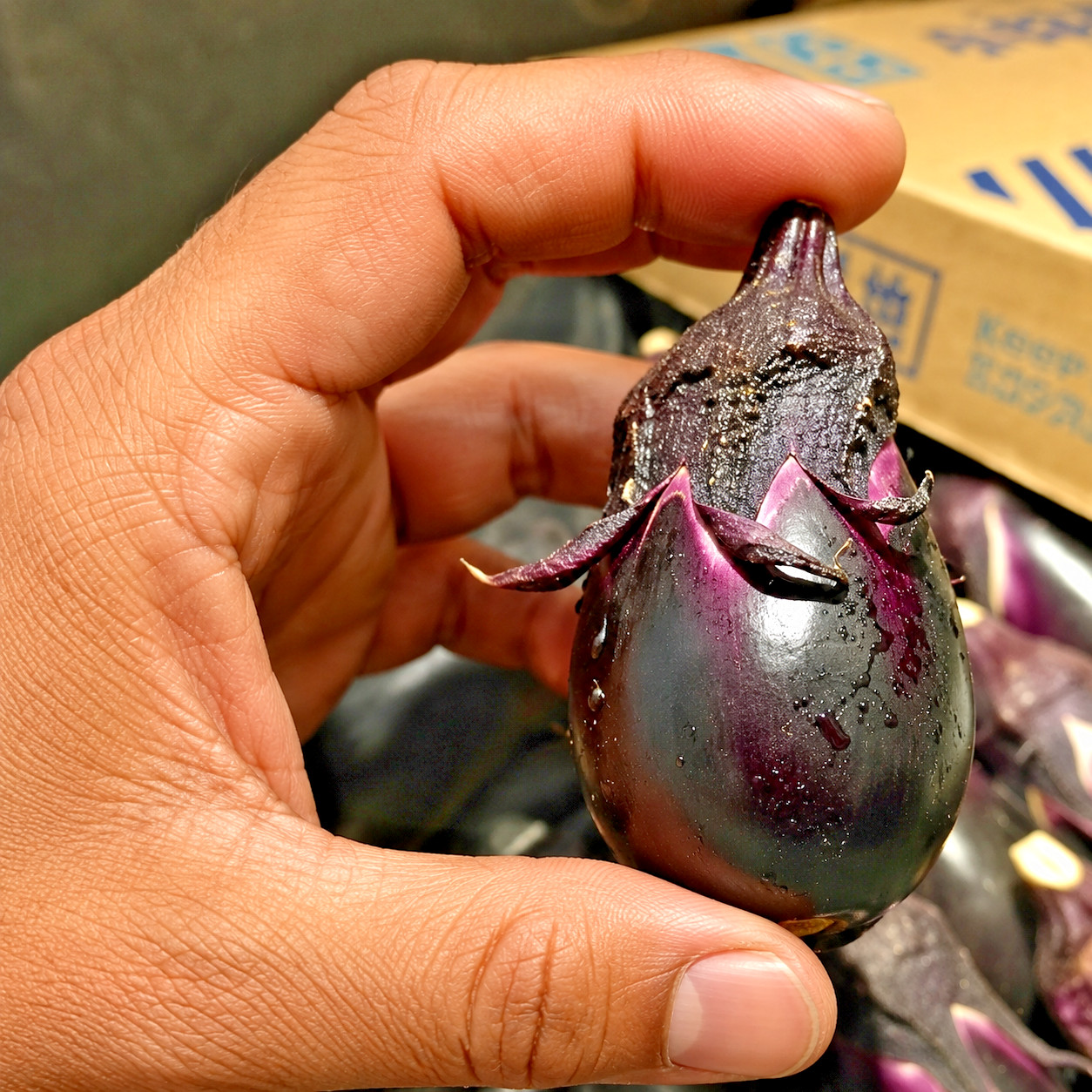 25 Rare Konasu Eggplant Seeds Japanese Heirloom Mini Purple Nasu Pickling USA