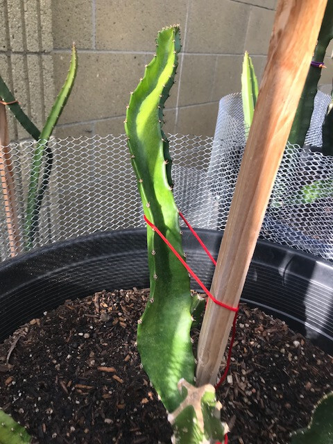 ULTRA RARE Rainbow Dragon Fruit 12″ (1) flesh cutting
