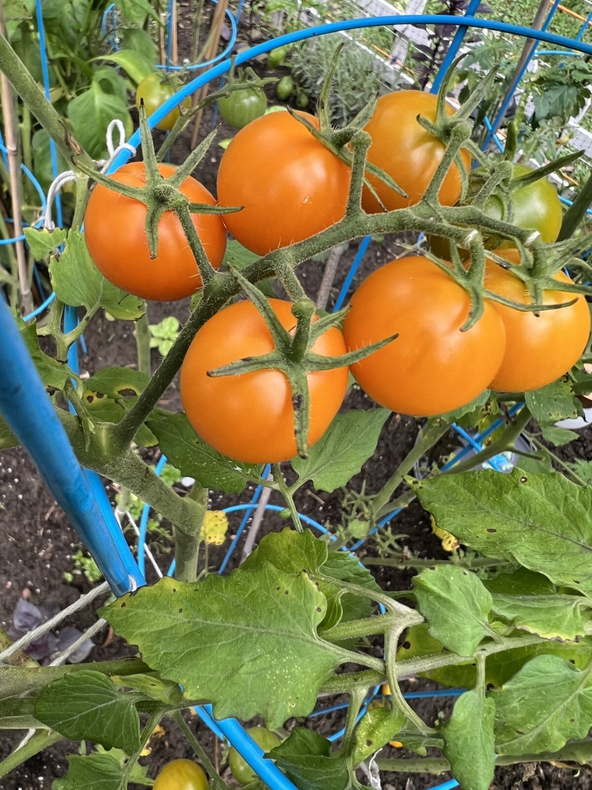 *NEW 2024 ORGANIC GROWN SUN GOLD CHERRY TOMATO 30 SEEDS SWEET CHERRY FRESH 2024*