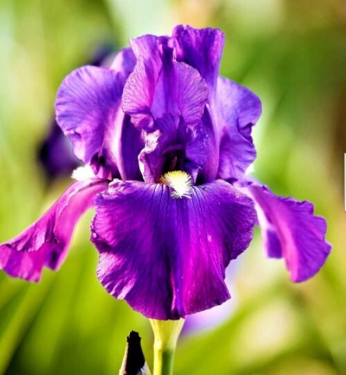3 Assorted Purple Bearded Iris Bulbs / Rhizomes Purple Live Plant