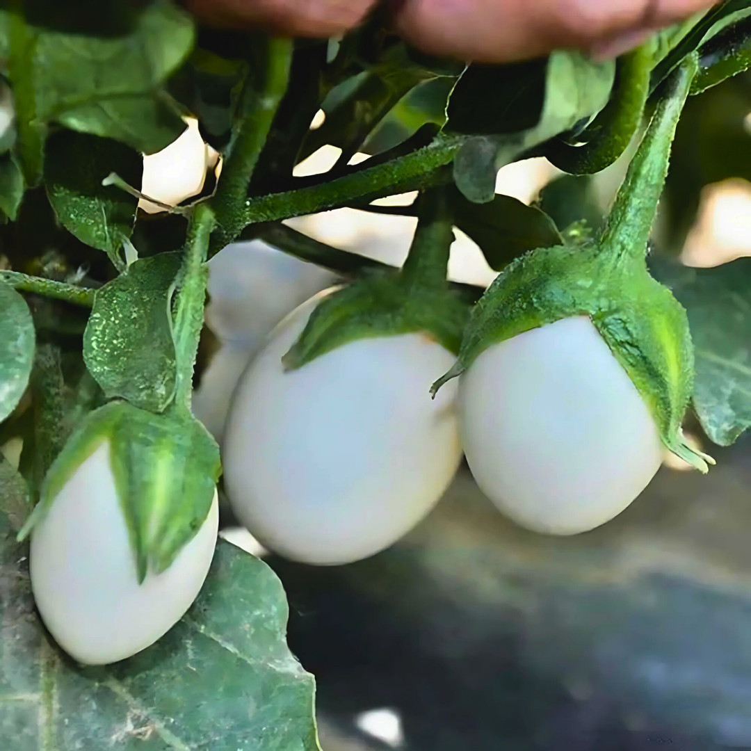 Fresh Japanese White Egg Eggplant Seeds | Heirloom Non-GMO | Asian Vegetables