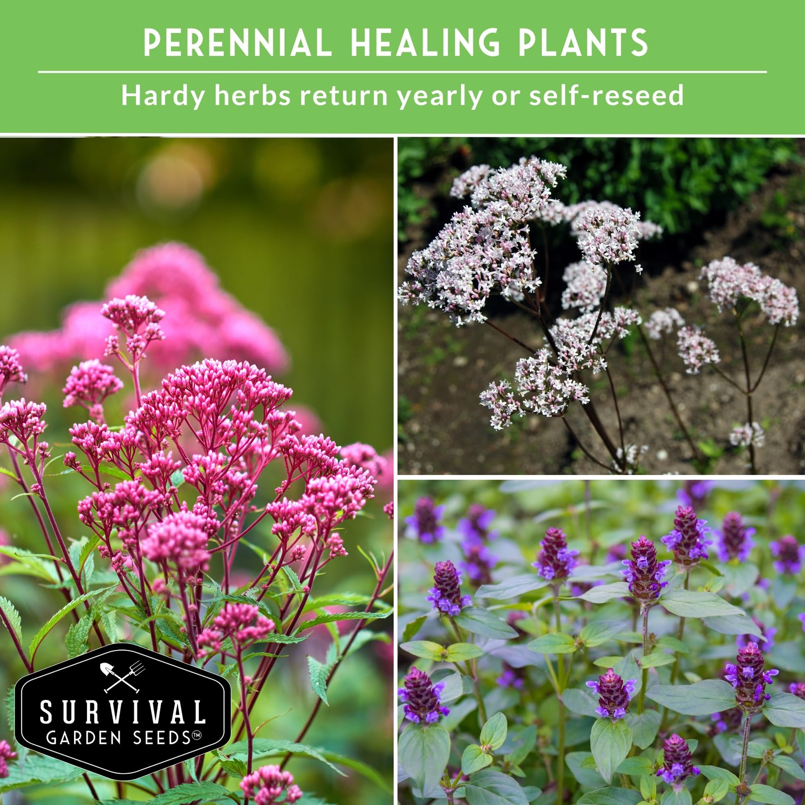 Herbal Seed Collection Plantain, JoePye Weed, St John’s Wort, Valerian,