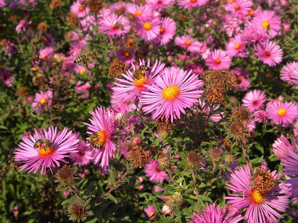 50 Aster Seeds Garden Leader Ruby Perennial Aster FLOWER SEEDS