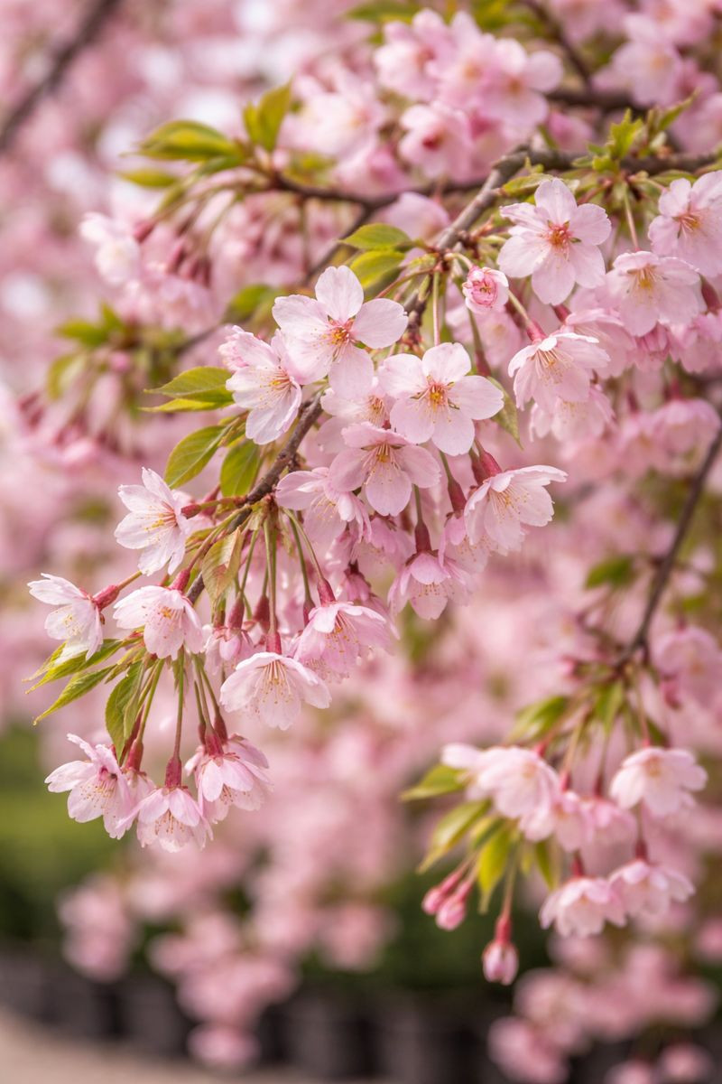10 Japanese Weeping Cherry Blossom Seeds – Grow Elegant Pink Flowering Tree