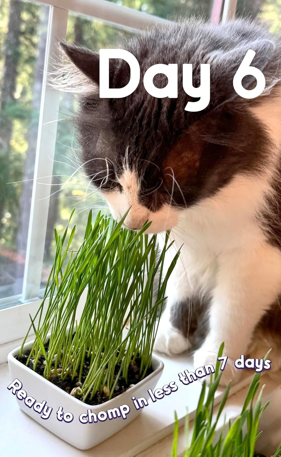 Veterinarian Trusted Cat Grass Blend – 19 Pots & 7000+ Seeds for Quick Growth