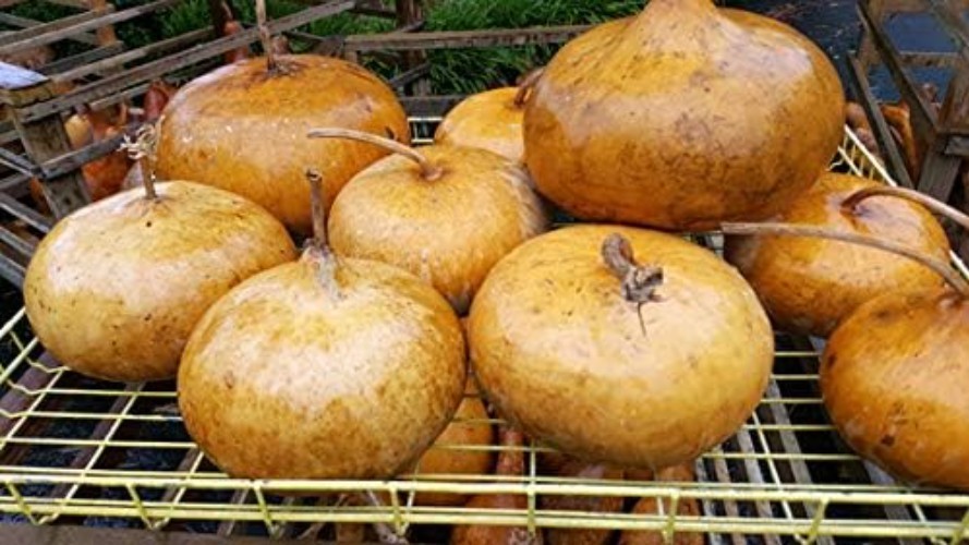 Corsican Gourd Seeds – Hard-Shelled Basket Type Gourds with Thick Walls | |