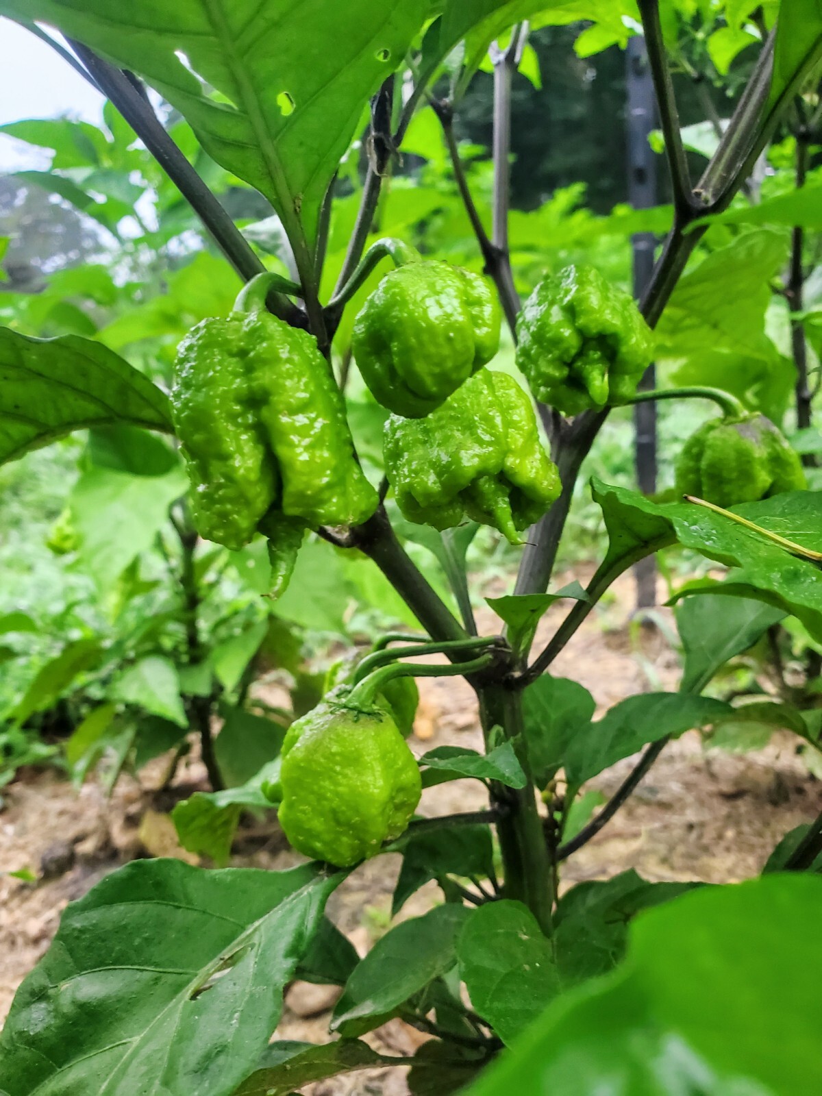 CAROLINA REAPER Pepper Seeds – Super Hot! 25+ seeds Organically Grown in TN