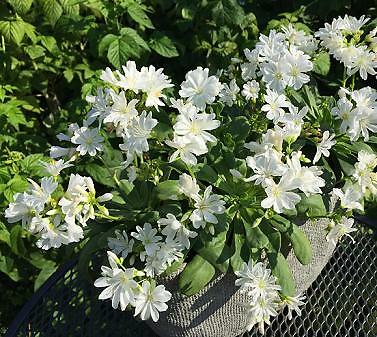 Lewisia cotyledon Elise White 100 seeds