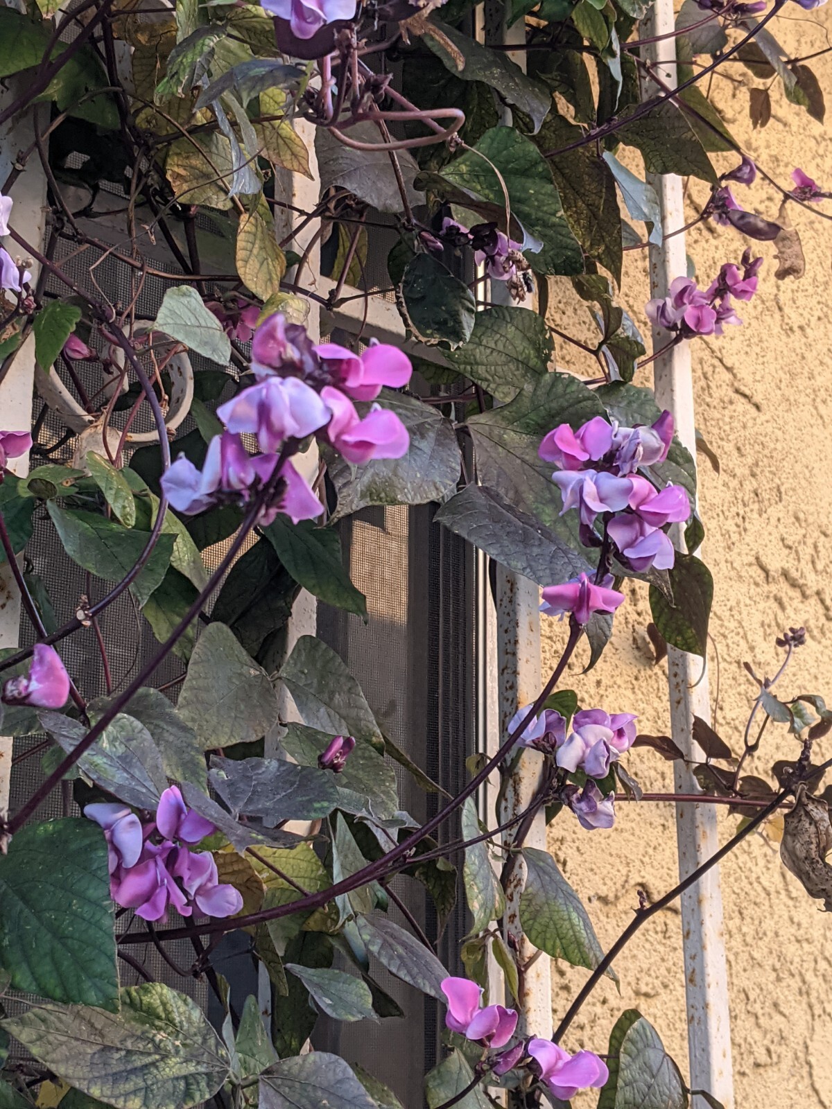 Purple Hyacinth Bean (20+ SEEDS) Lablab purpureus – 2024 Crop – Grown In USA