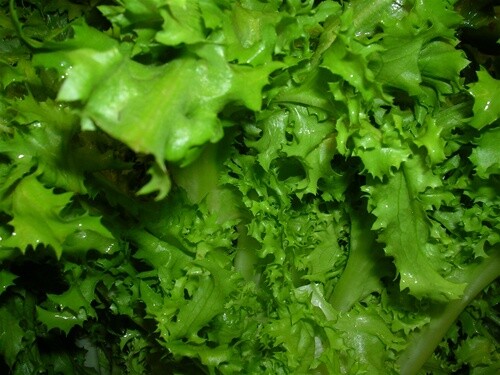 Endive Seed: Salad King Endive Fresh Seed FREE Shipping