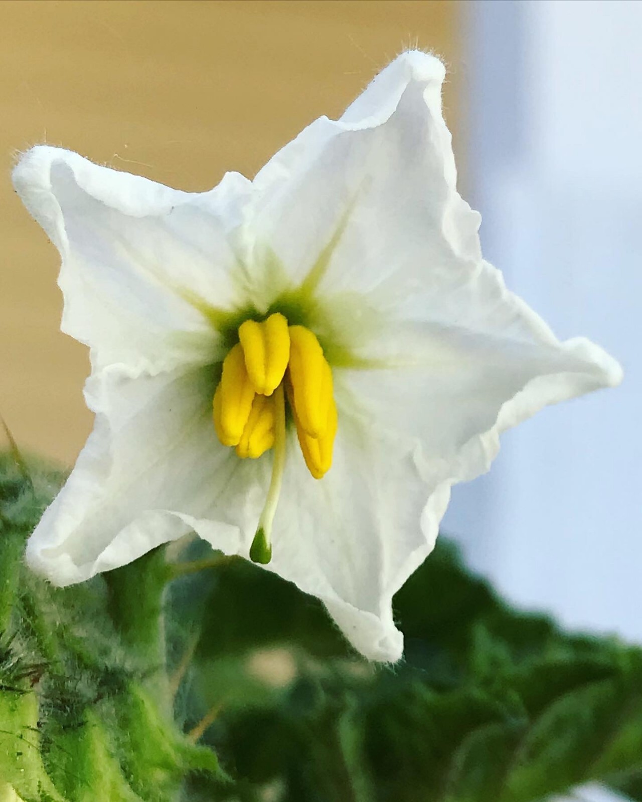 Solanum sisymbriifolium, Litchi Tomato Seeds, Wild Edible Plant