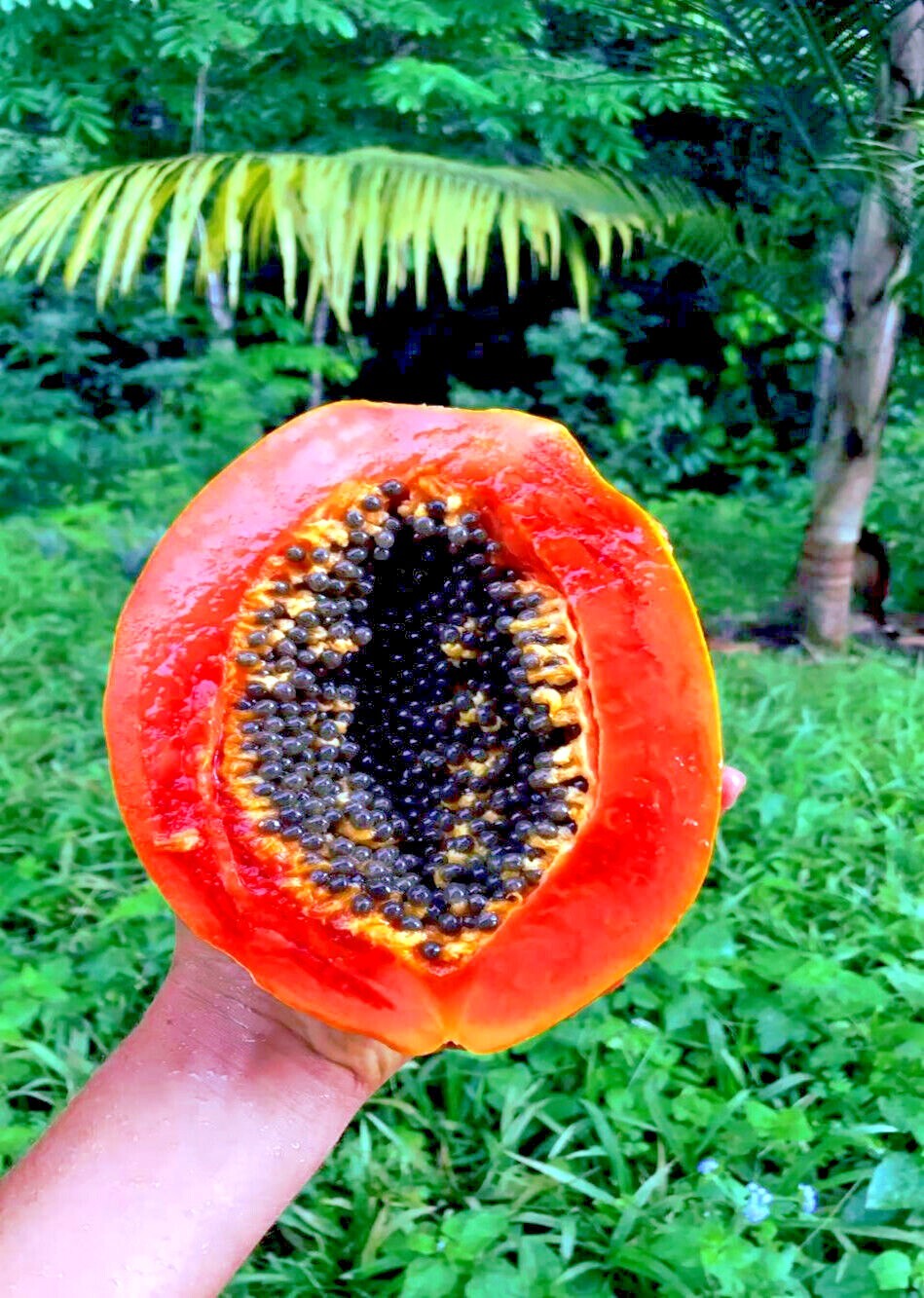 50 Caribbean “Red Lady” Carica Papaya Fruit Tree Seeds LARGE MELONS Indoor Plant