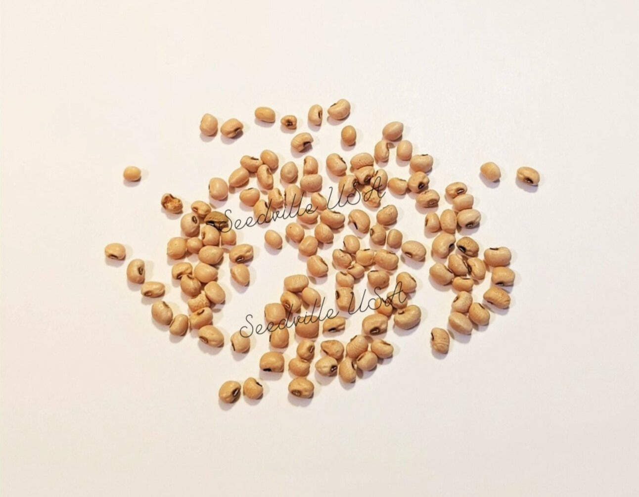 100 LADY COWPEA Southern Cow Pea Vigna Unguiculata Legume Lady Finger Bean Seeds