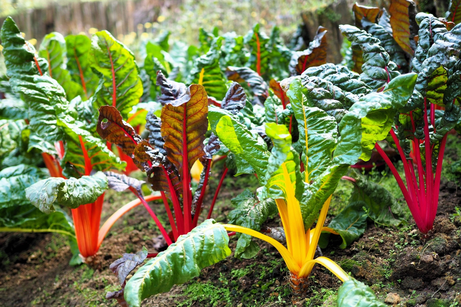 150 Northern Lights Mix SWISS CHARD Perpetual Spinach Beta Vulgaris Greens Seeds