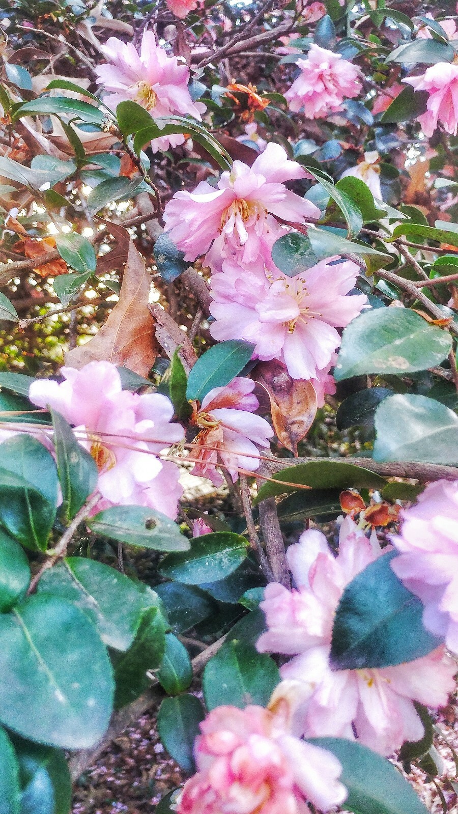 camellia starter seedlings: lot of 2