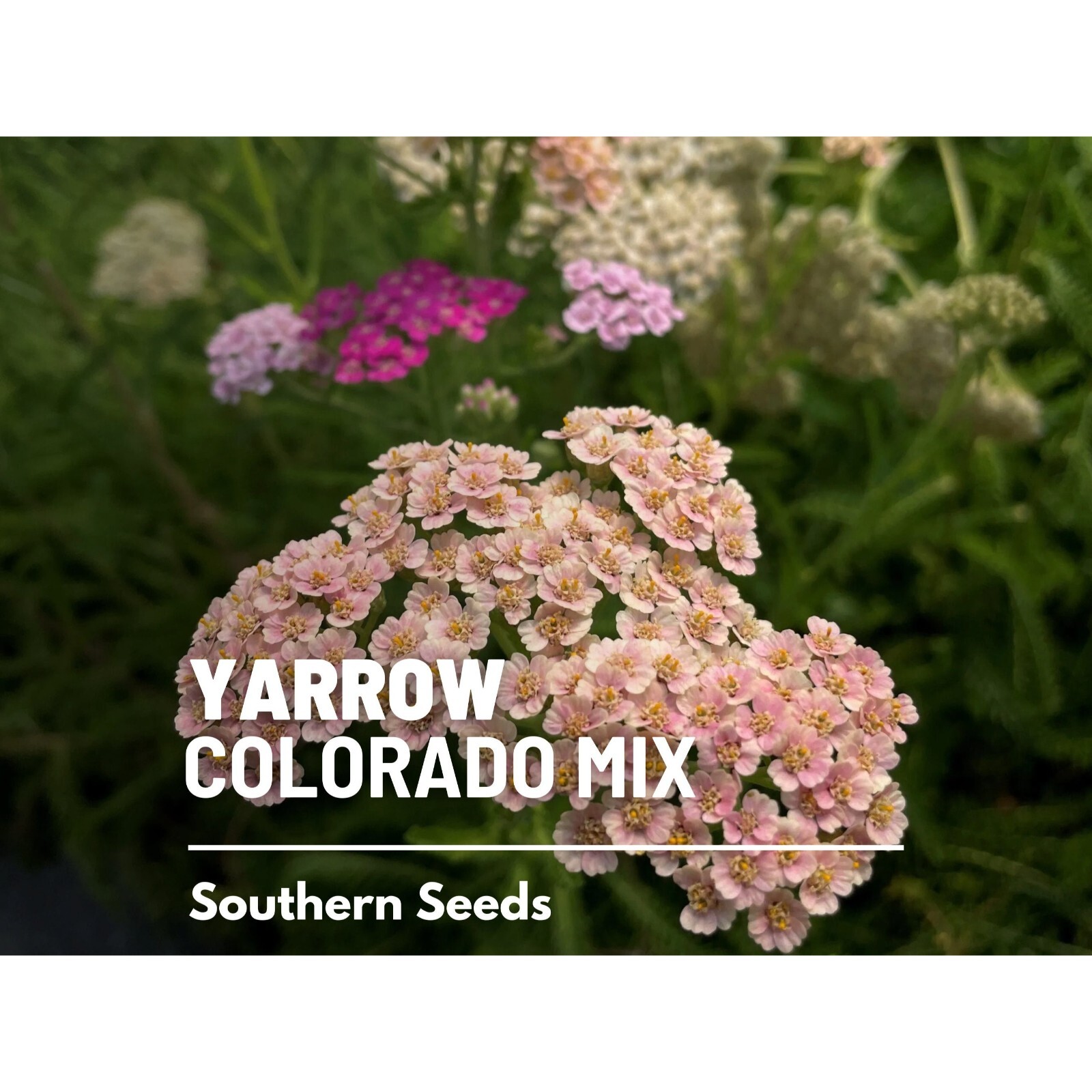 Yarrow, Colorado Mix – 50 seeds – Heirloom Medicinal Herb (Achillea millefolium)