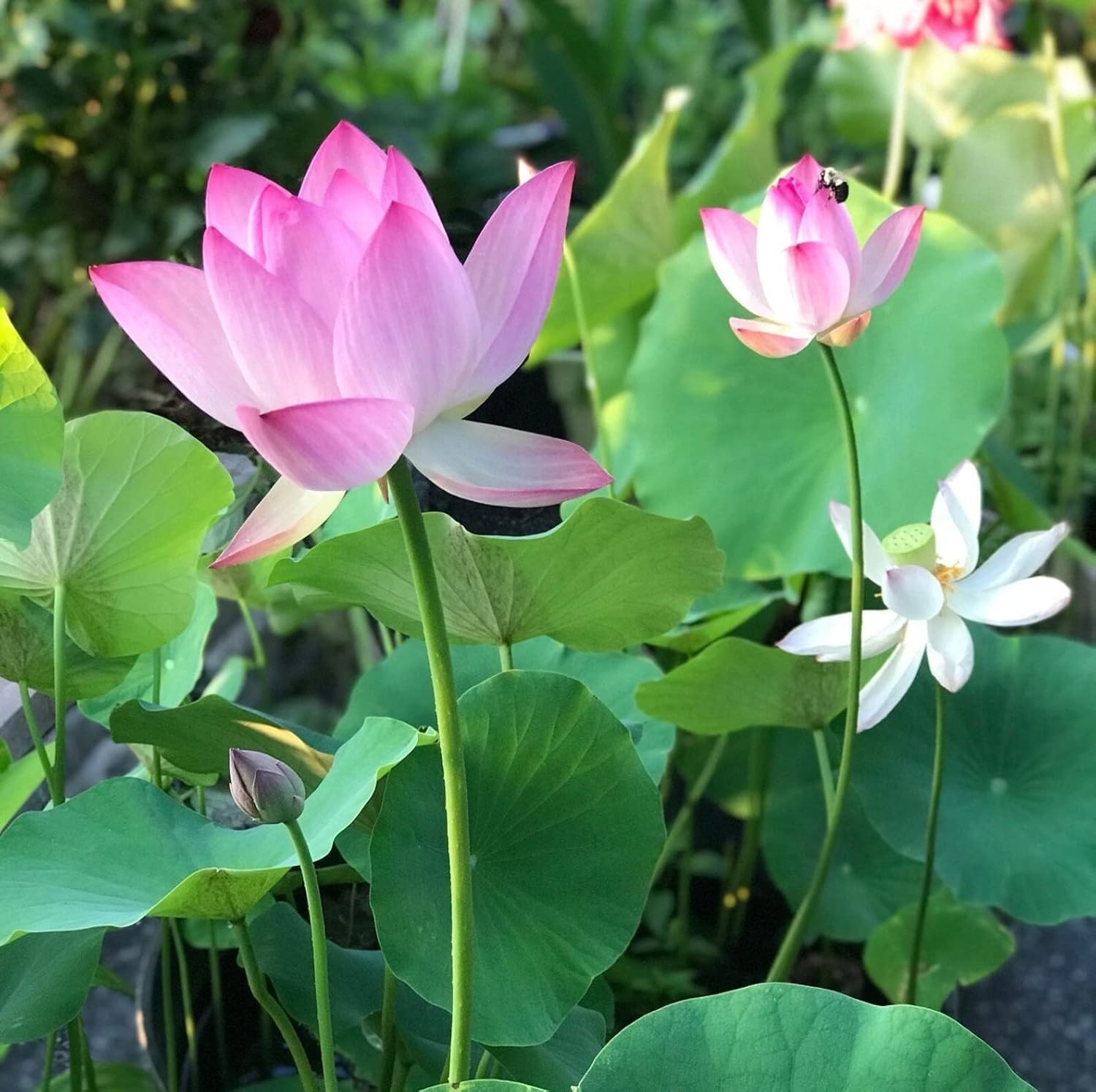 15 Lotus Seeds for Planting, Pack for 2026 USA Premium Non-GMO Seeds – Pink, Red