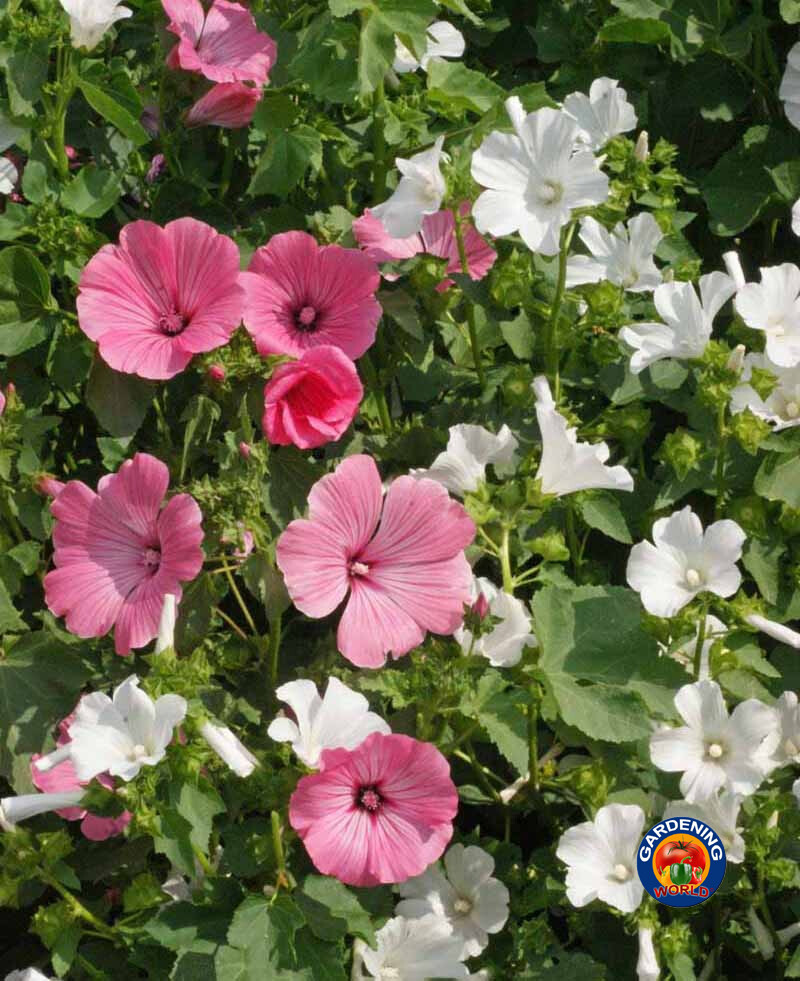 1oz Tree Mallow Flower Seeds Pink/White Lavatera trimestris (Aprox 4300 Seeds)