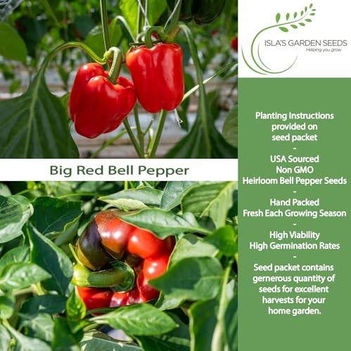 Big Red Bell Pepper Seeds (Capsicum annuum) – 50+ Non-GMO Heirloom Seeds by