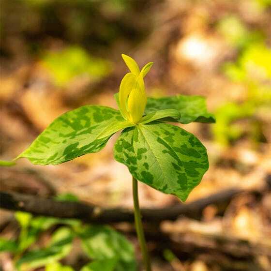 5 Yellow Trillium Root Systems/Bulbs, Wildflower – Yellow Wake Robin – T. luteum