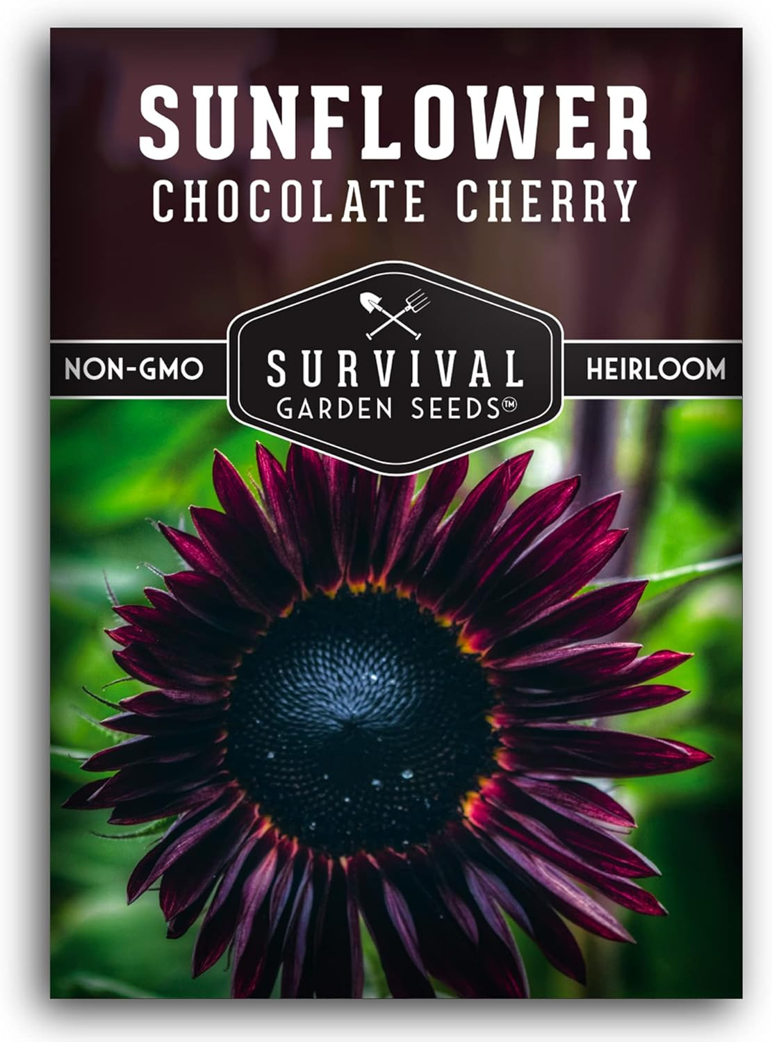 Chocolate Cherry Sunflower Seeds for Planting | Rare Burgundy Black Blooms, 6-7F