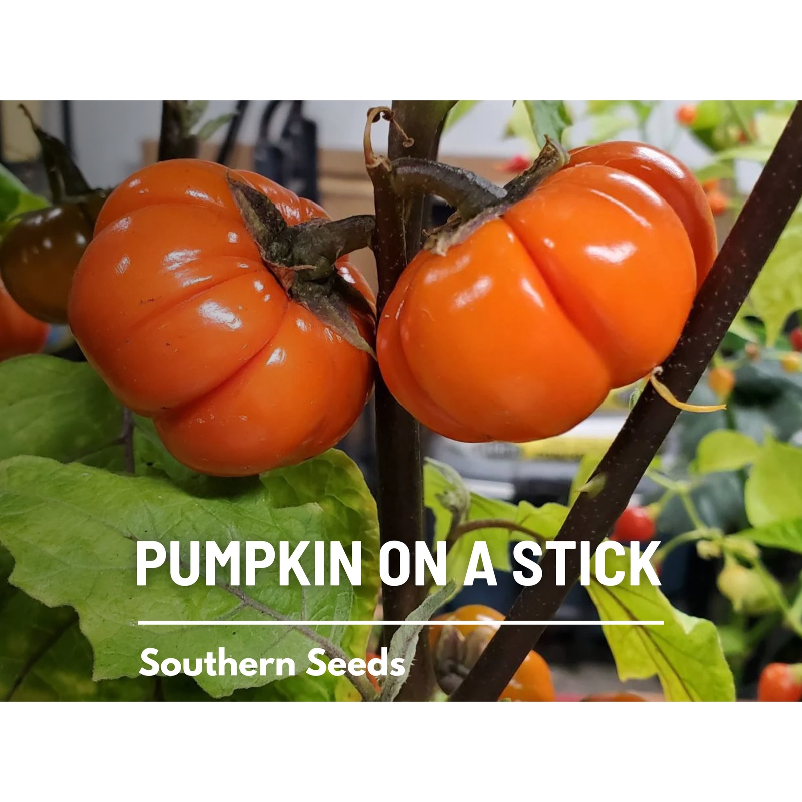 Pumpkin On A Stick (Ornamental Eggplant) – 15 Seeds – Heirloom Vegetable