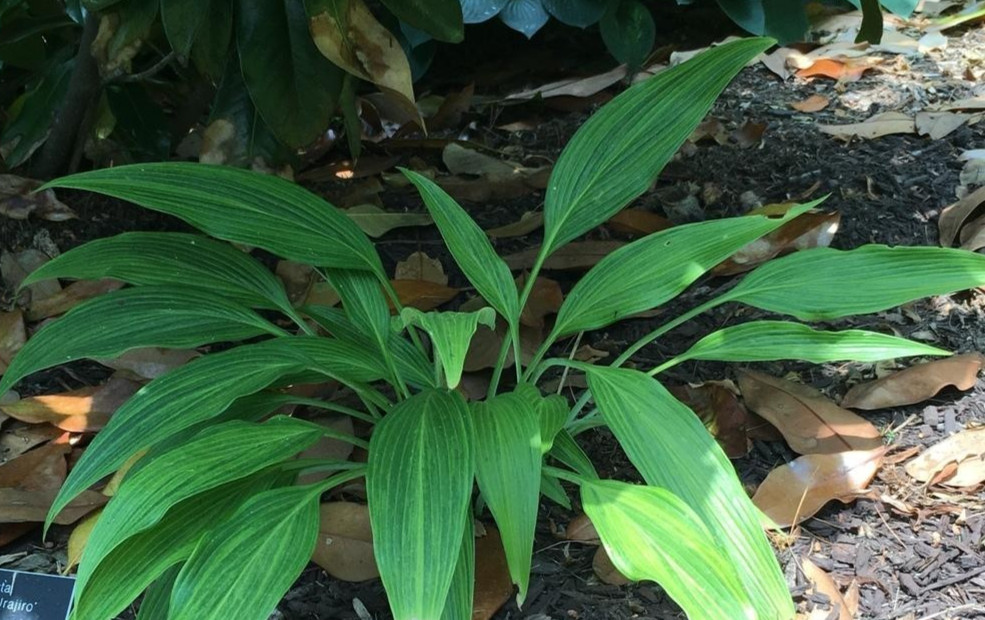 1 – HYUGA URAJIRO HOSTA BareRoot Perennial Plant * Ideal for Mass Fall Plantings