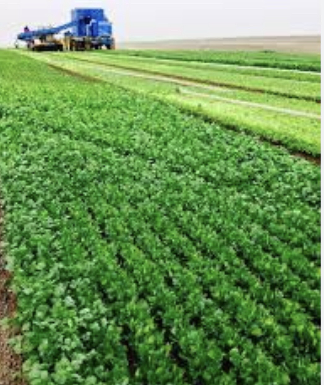 Fresh texas Cilantro Seeds -150 count+Herb Seeds – USA Grown – Non Gmo