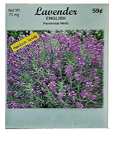 Bulk Flower Seed Packets – 50 Lavender Seeds for Gardening Enthusiasts