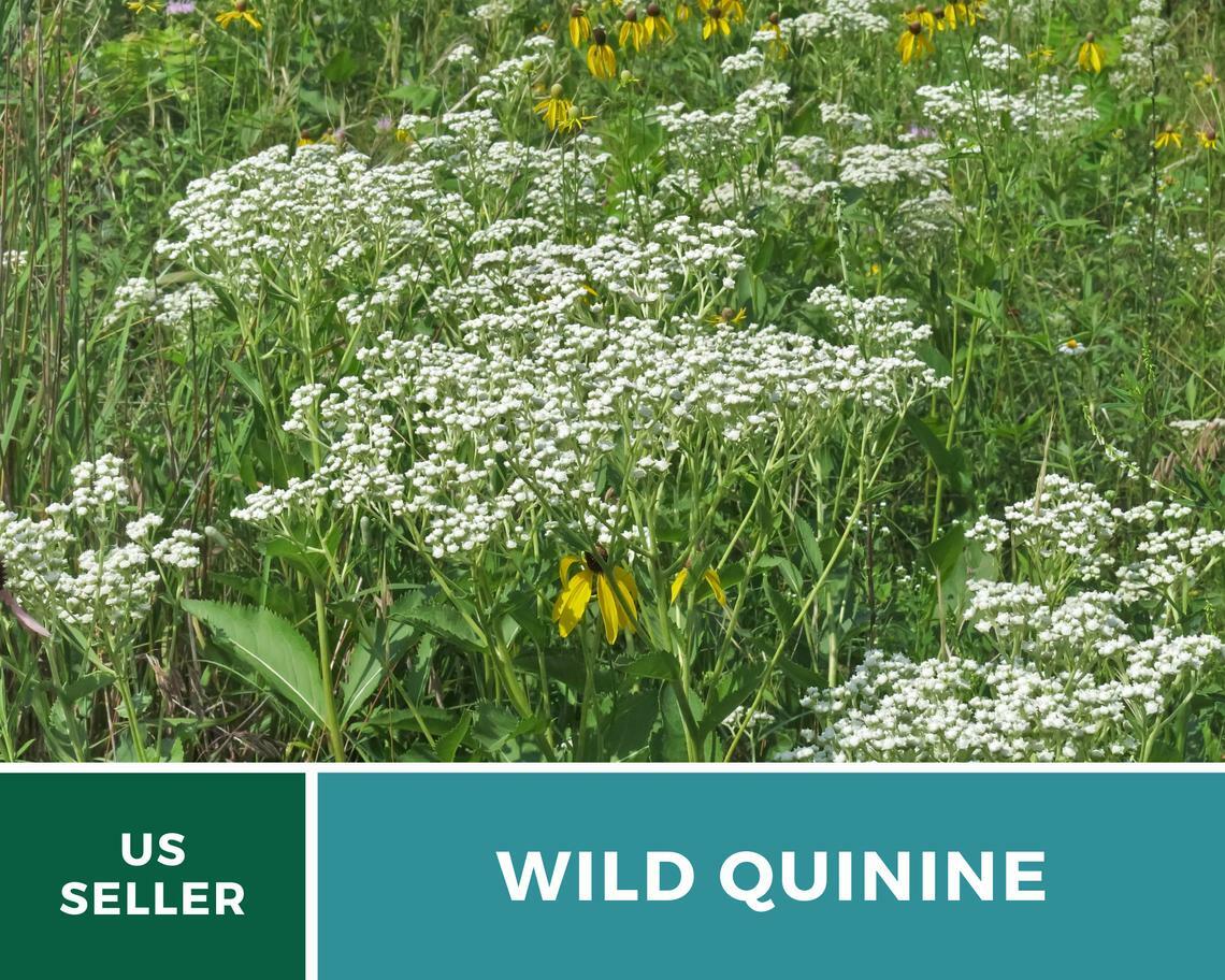 Quinine, Wild – American Feverfew – 50 Seeds – Medicinal Herb – Non GMO