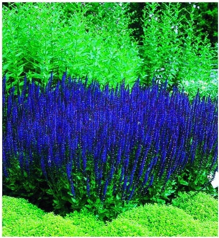 50 Blue Queen Salvia Seeds for Planting Butterfly, Hummingbird, and Bee Friendly