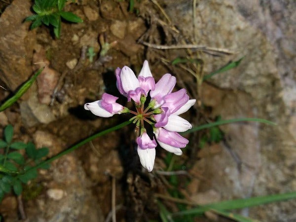 Coronilla varia | Crown Vetch | 100 Seeds
