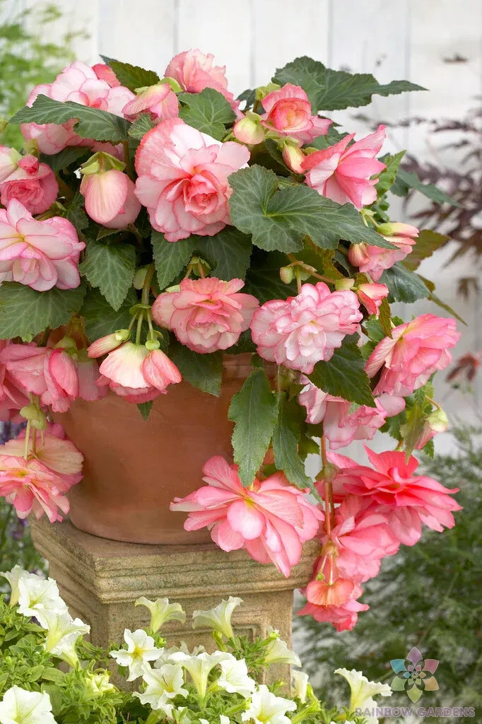 25+ Cascade Florence Begonia Seeds for Garden Planting – USA – FREE SHIPPING!