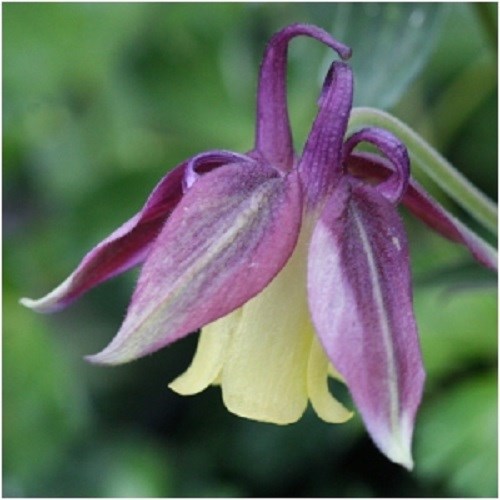 30+ BLACKCURRANT ICE COLUMBINE AQUILEGIA FLOWER SEEDS / PERENNIAL