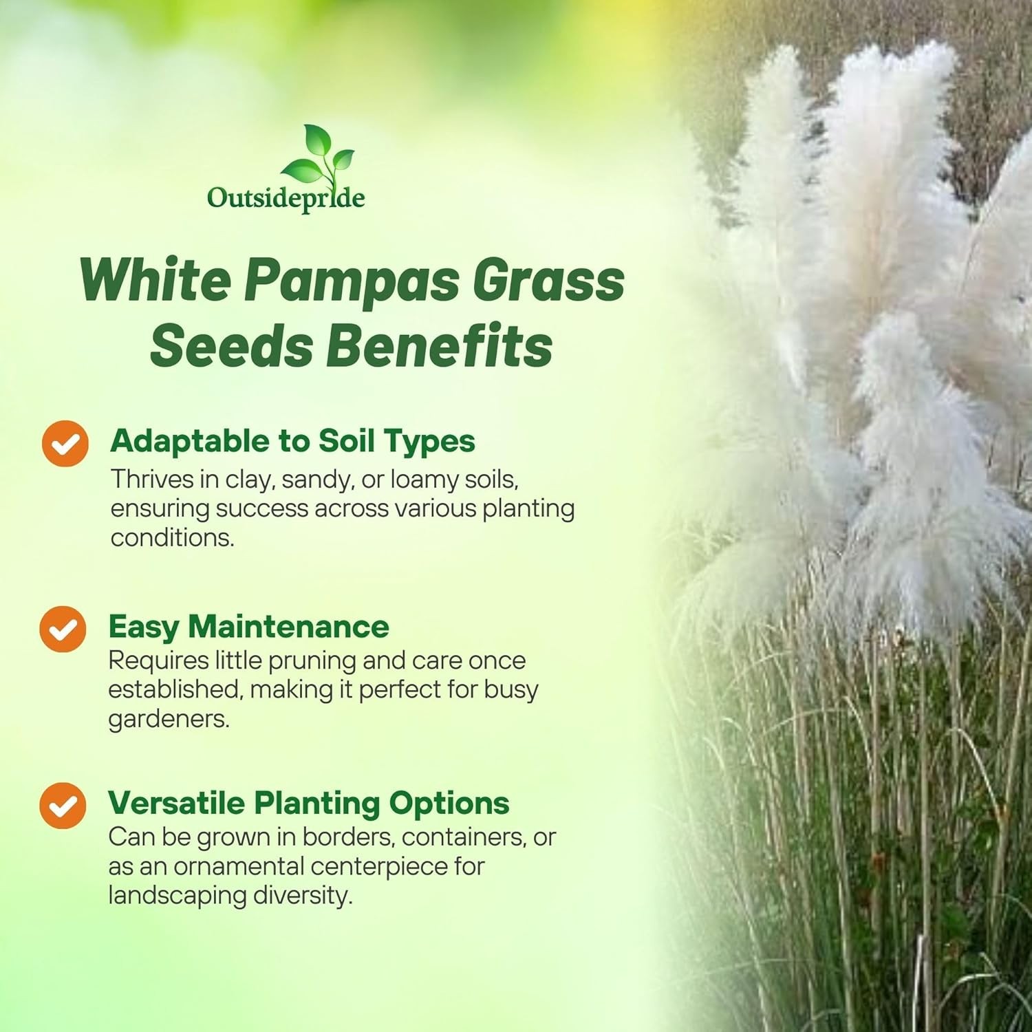 1000 Seeds White Pampas Seed For Planting Outdoors – Ornamental Grasses For