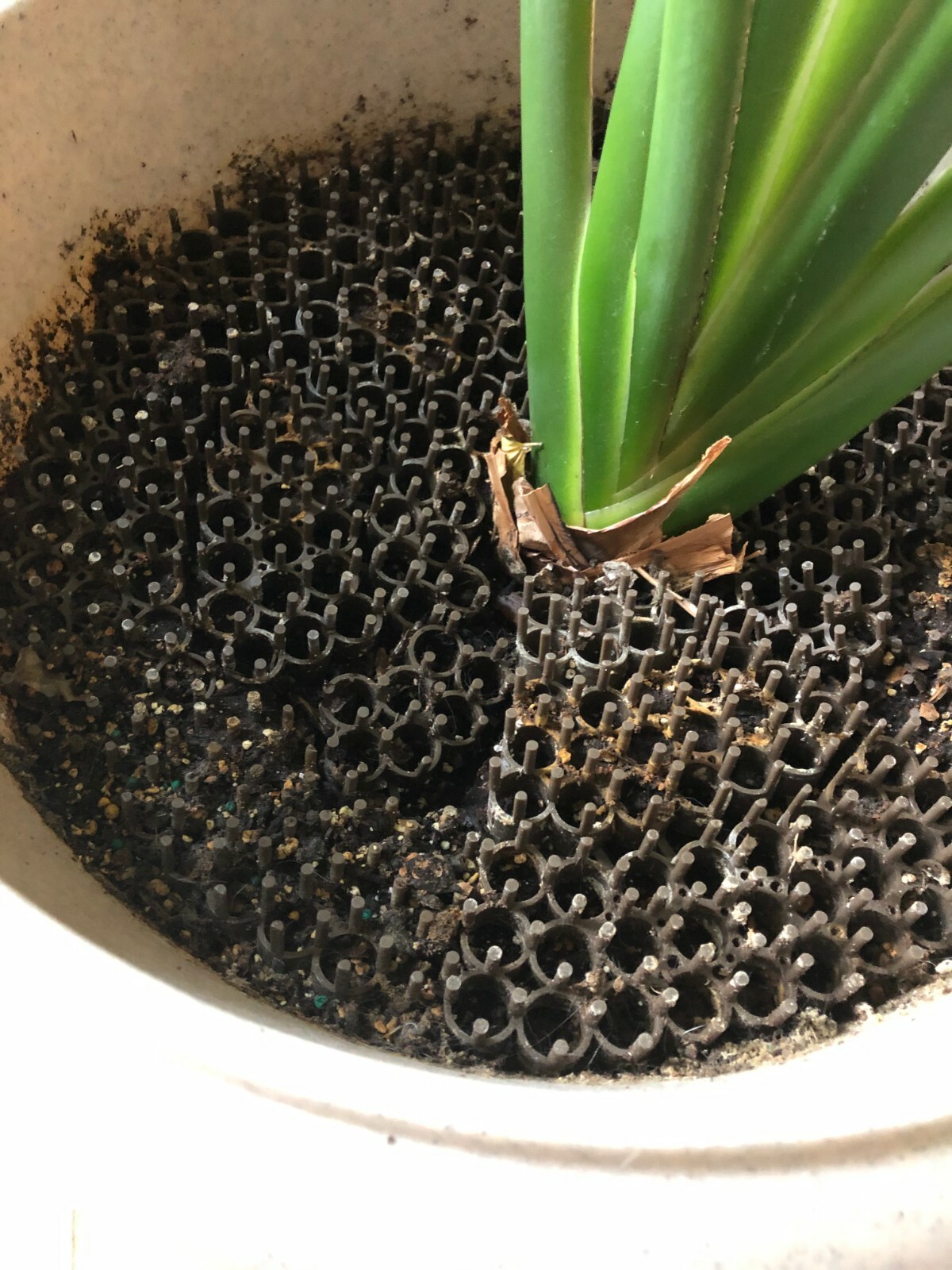 Cats, Urinating, potted plants, garden, pets