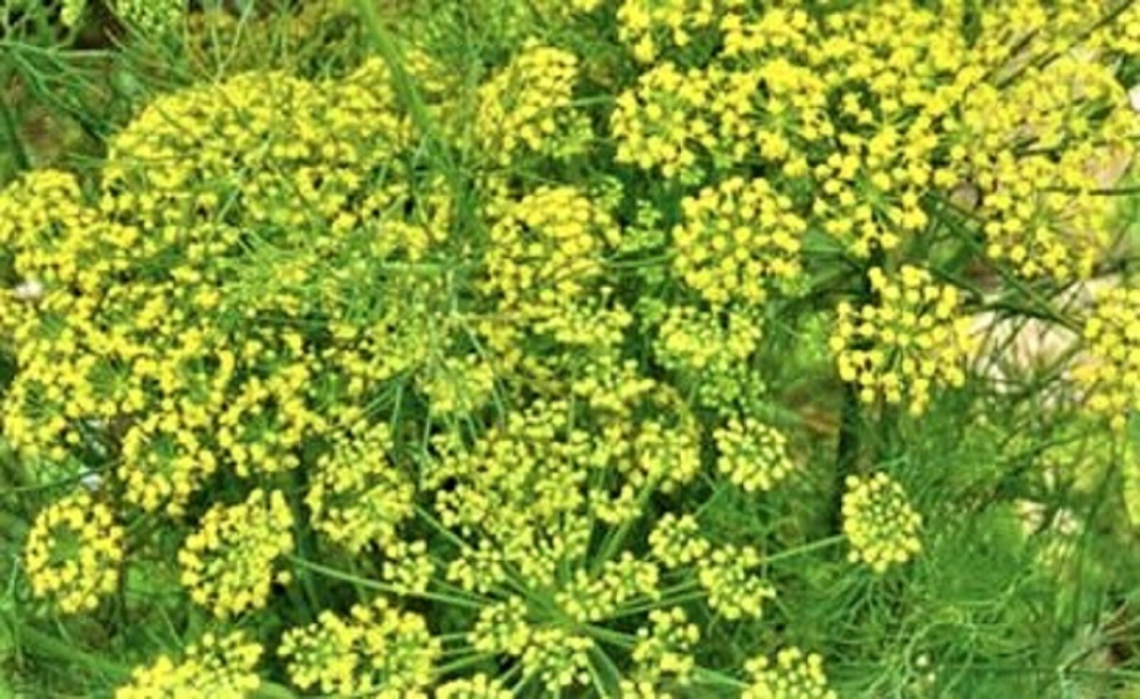 Mammoth Long Island Dill Seed 200+ Seeds NON-GMO BUY 4 GET FREE SHIPPING