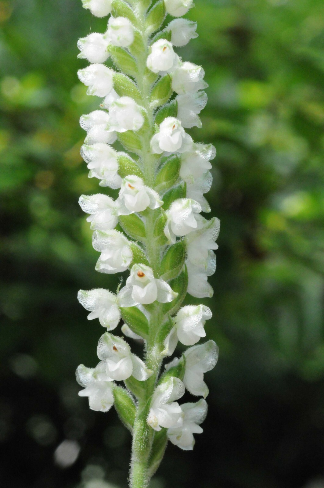 Rattlesnake Orchid 5 roots perennial