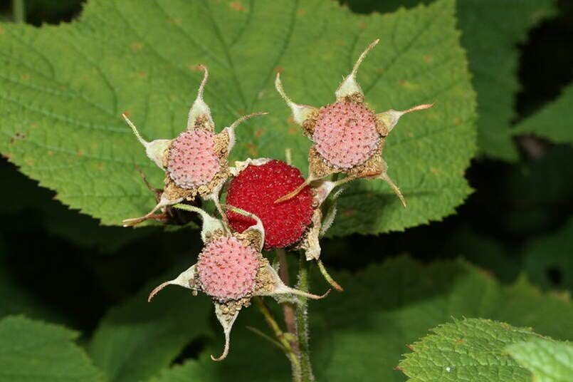 Thimbleberry Bush Seeds for Planting (50 Seeds) – Rubus parviflorus