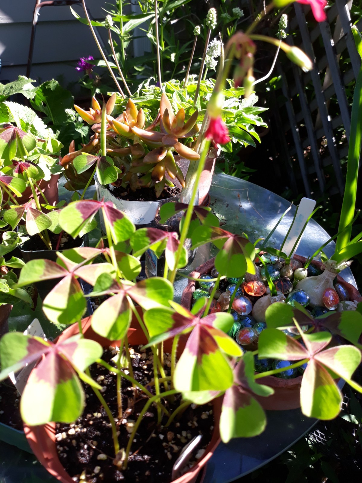Oxalis Iron Cross bulbs (8)