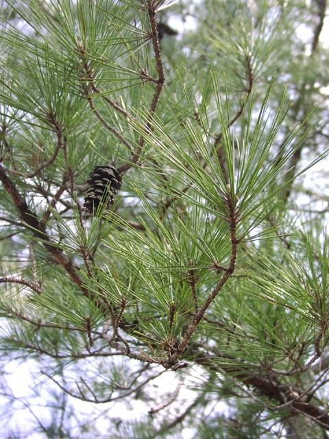 Loblolly Pine, Pinus taeda, Tree Seeds
