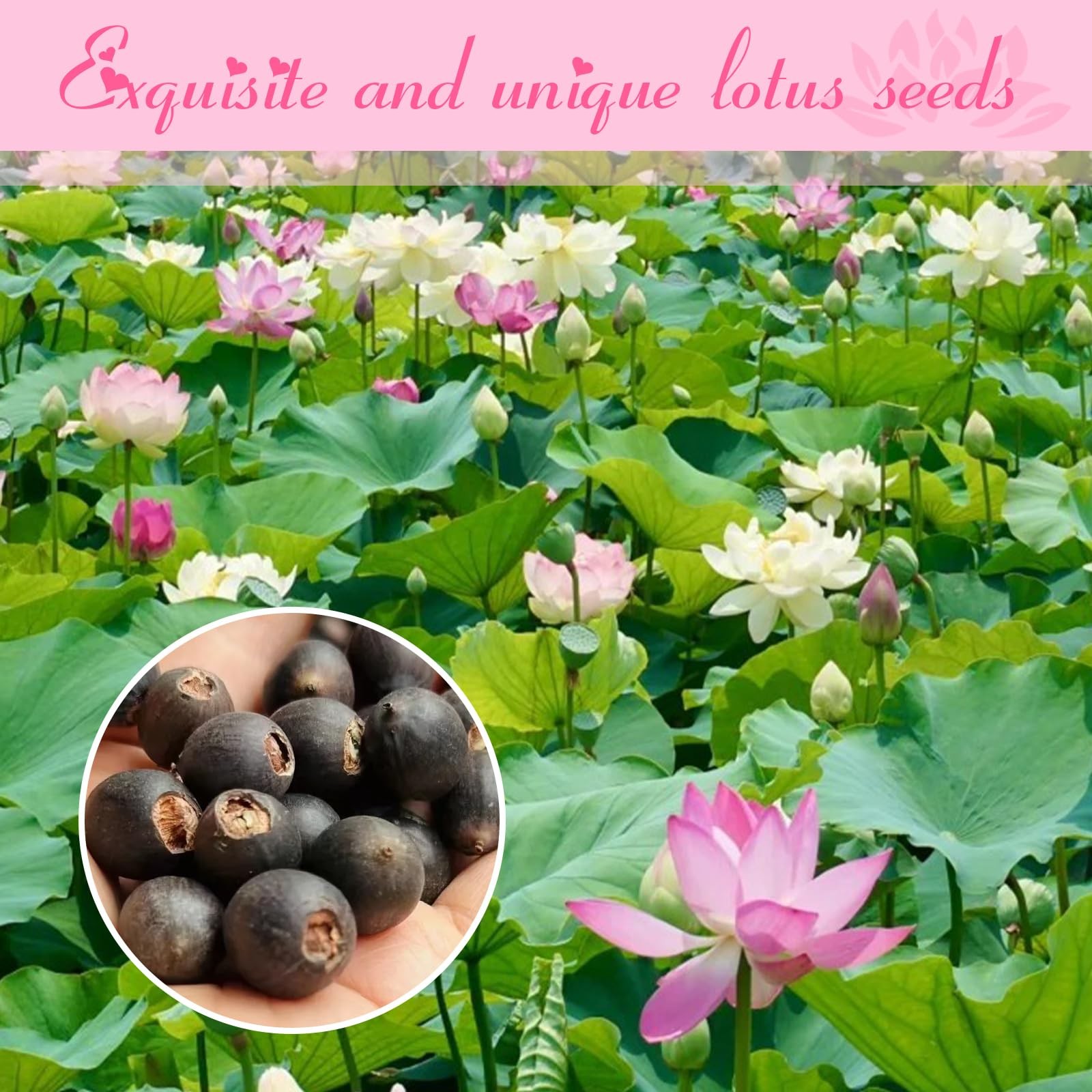 200pcs Lotus Seeds for Planting 10 Unique Varieties, Mixed Colors Loto de Cu…