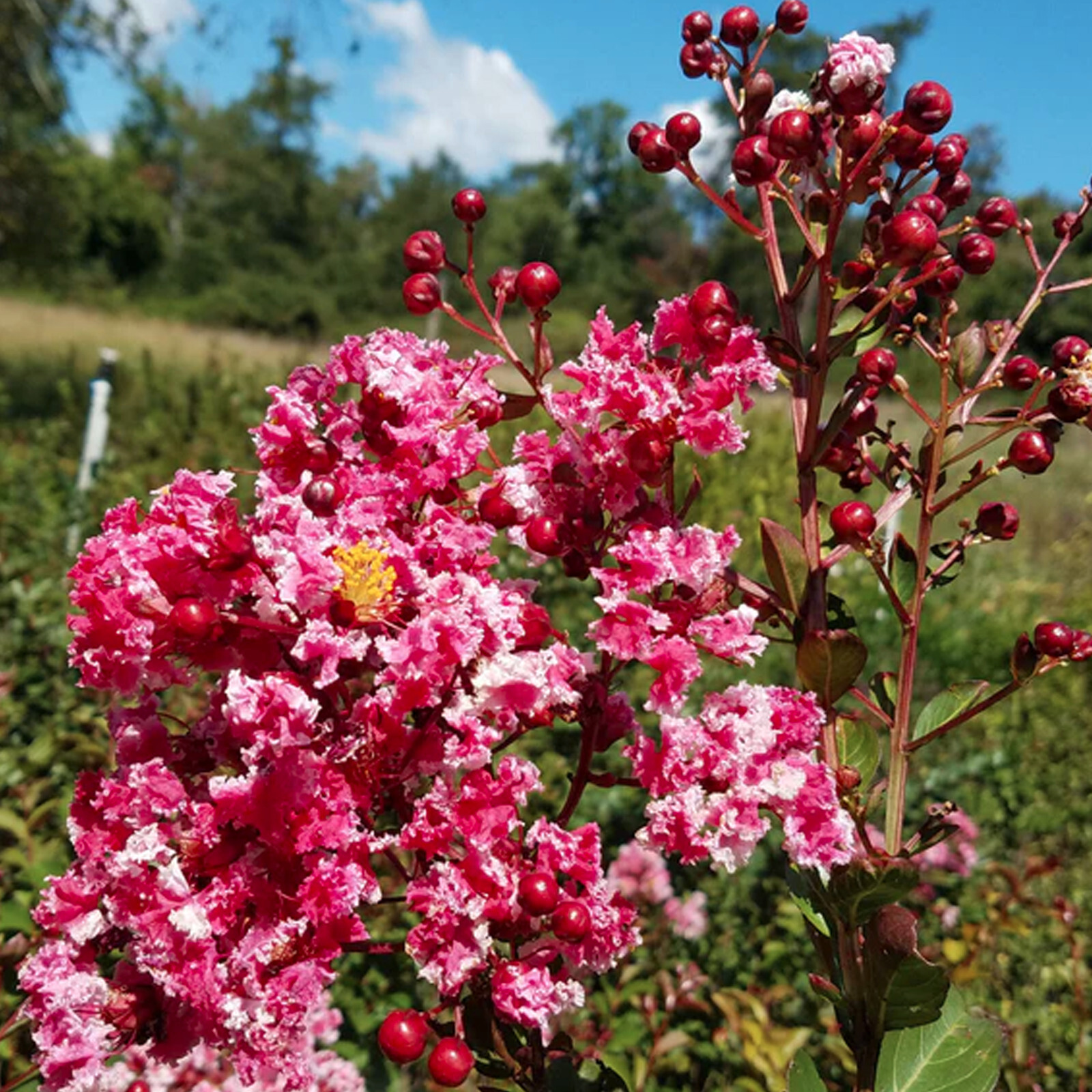 20 peppermint lace CREPE MYRTLE seeds Tree Shrub Lagerstroemia Indica red seed