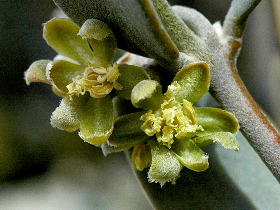 Jojoba, Simmondsia chinensis, Seeds (Edible, Long Lived Desert Shrub, Hedge)