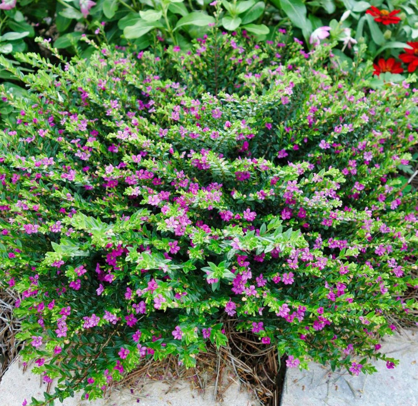 Set 2 Cuphea Allyson Heather Plant – 3-5″ Tall – Lavender Pink Flowering Plant
