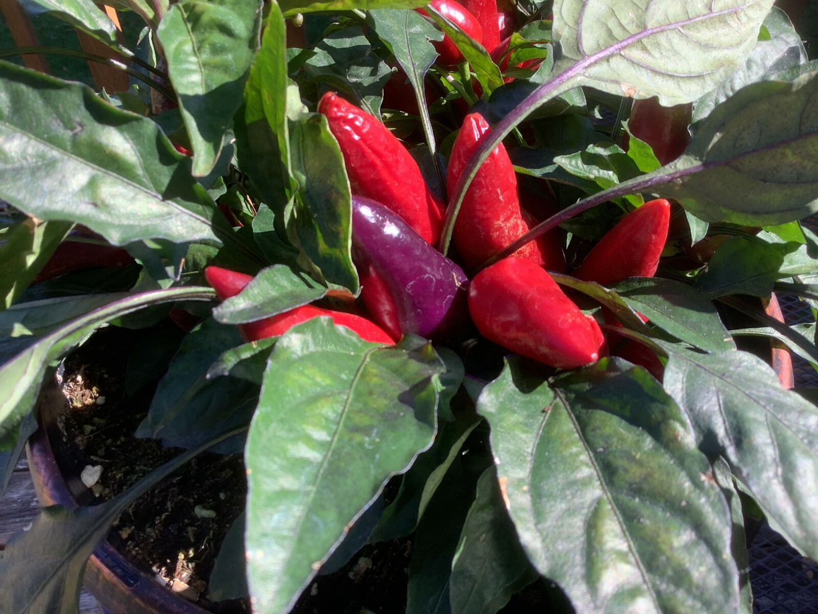 RARE BURGUNDY & ROYAL PURPLE WICKED Ornamental Pepper NEW SEEDS Spicy 20 ct.