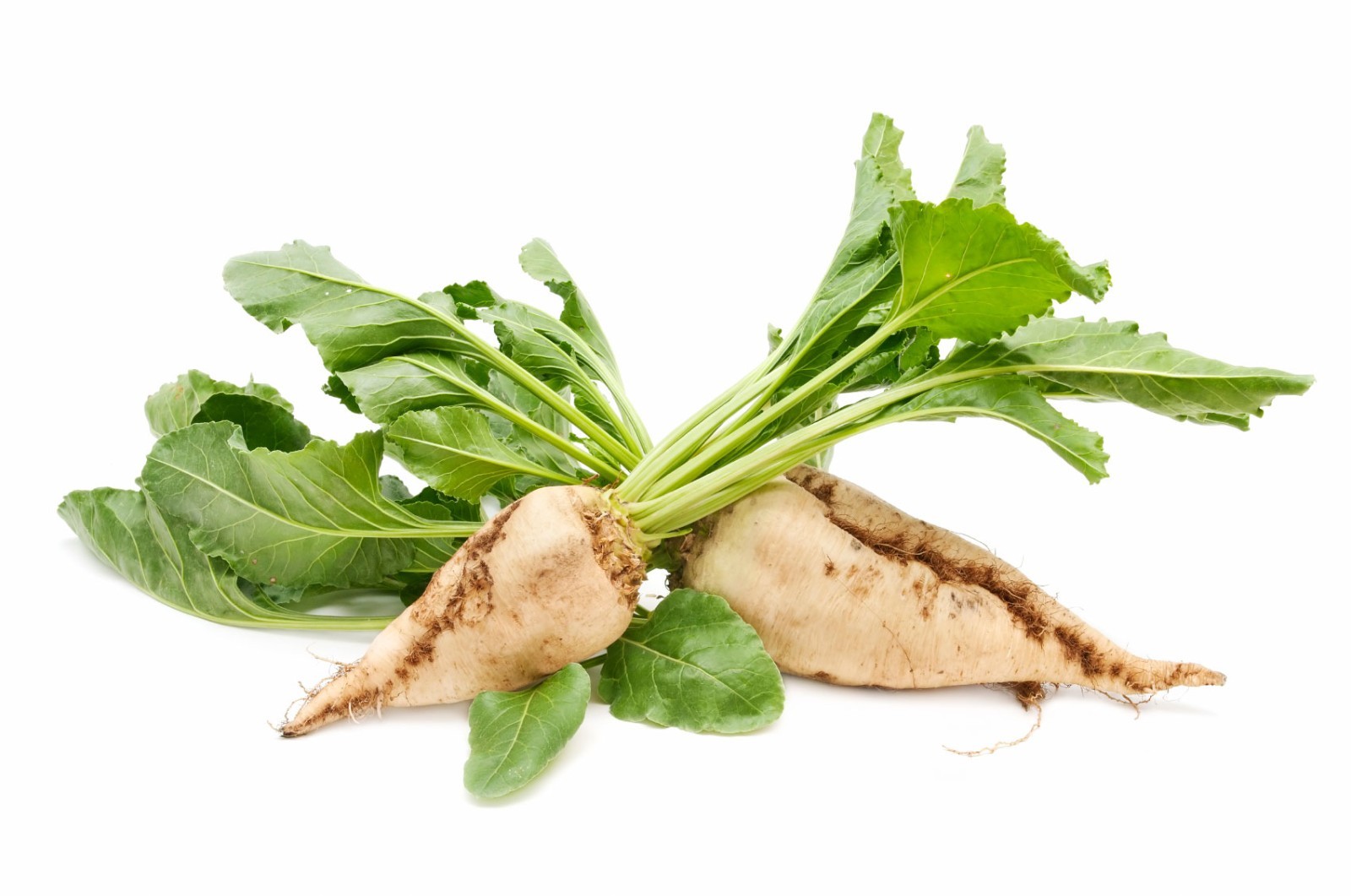 100 or 150 Sugar Beet Seeds-NON GMO-Open Pollinated-Sweet Tasting-Cold Tolerant
