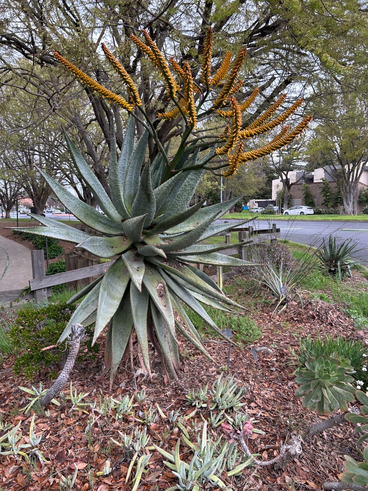 Aloe Marlothii 20 fresh seeds! Free Shipping!
