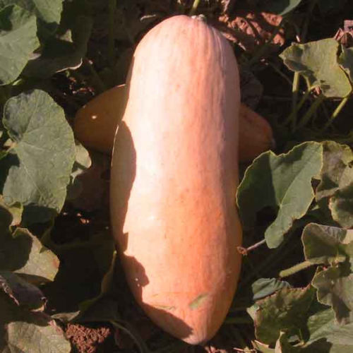 Squash Pink Banana Jumbo Garden Heirloom Vegetable By Seed Kingdom 1 Lb Seeds